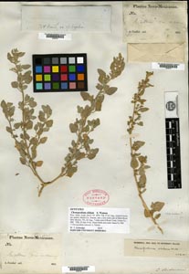 Herbarium Sheet of 